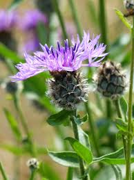 Attēlu rezultāti vaicājumam “Centaurea scabiosa leaf”