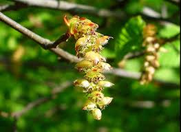 Attēlu rezultāti vaicājumam “Carpinus betulus female flower”