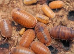 Attēlu rezultāti vaicājumam “Isomira murina”