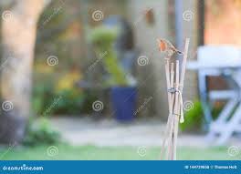 Attēlu rezultāti vaicājumam “Erithacus rubecula nest”