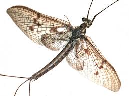 Attēlu rezultāti vaicājumam “Epirranthis diversata imago”