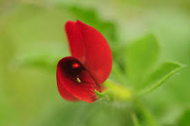 Image result for Lotus tetragonolobus