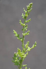 Image result for Chenopodium botrys