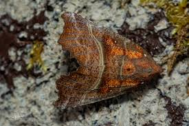 Attēlu rezultāti vaicājumam “Scoliopteryx libatrix”