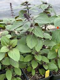 Image result for Ocimum basilicum