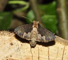 Attēlu rezultāti vaicājumam “Anacampsis blatariella”