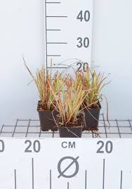 Attēlu rezultāti vaicājumam “Carex elata”