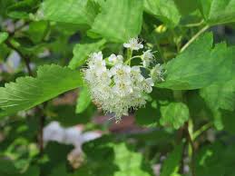 Attēlu rezultāti vaicājumam “Physocarpus opulifolius”