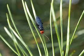 Attēlu rezultāti vaicājumam “Pamphiliidae”