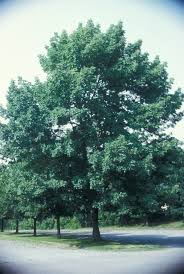 Attēlu rezultāti vaicājumam “Acer platanoides leaf”