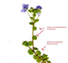 Attēlu rezultāti vaicājumam “Veronica filiformis flower”