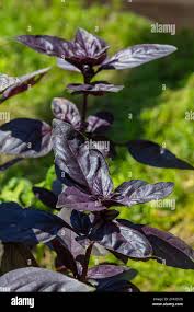 Attēlu rezultāti vaicājumam “Ocimum basilicum leaf”