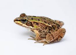 Attēlu rezultāti vaicājumam “Pelophylax juvenile”