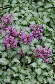 Attēlu rezultāti vaicājumam “Lamium maculatum”