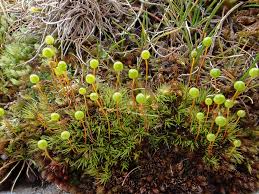 Attēlu rezultāti vaicājumam “Bartramia pomiformis sporophyte”