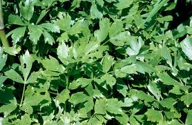 Attēlu rezultāti vaicājumam “Levisticum officinale”