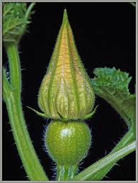 Attēlu rezultāti vaicājumam “Cucurbitaceae”