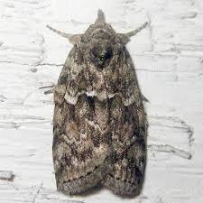 Attēlu rezultāti vaicājumam “Nycteola degenerana”