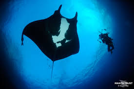 Image result for Mobula birostris