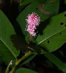 Attēlu rezultāti vaicājumam “Polygonum amphibium”