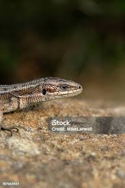 Attēlu rezultāti vaicājumam “Lacerta vivipara”