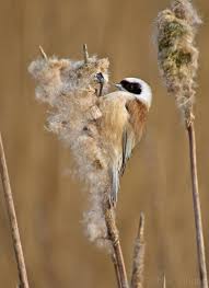 Image result for Remiz pendulinus