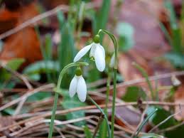 Attēlu rezultāti vaicājumam “Galanthus nivalis”