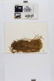 Attēlu rezultāti vaicājumam “Paludella squarrosa”