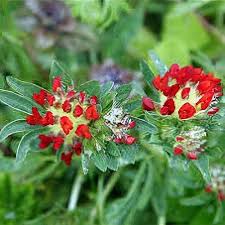 Attēlu rezultāti vaicājumam “Anthyllis vulneraria leaf”
