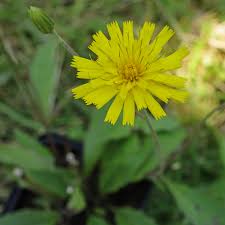 Attēlu rezultāti vaicājumam “Hieracium”