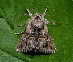 Attēlu rezultāti vaicājumam “Calophasia lunula”