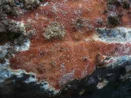 Attēlu rezultāti vaicājumam “Ceriporia”