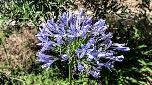 Attēlu rezultāti vaicājumam “Cyanus segetum”