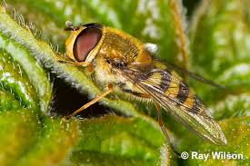 Attēlu rezultāti vaicājumam “Syrphus torvus”