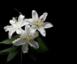 Image result for Lilie