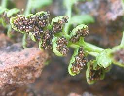 Attēlu rezultāti vaicājumam “Cystopteris fragilis”