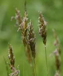 Attēlu rezultāti vaicājumam “Anthoxanthum odoratum fruit”