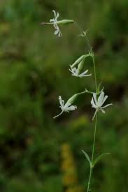 Attēlu rezultāti vaicājumam “Silene nutans flower”