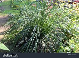 Attēlu rezultāti vaicājumam “Sesleria caerulea leaf”