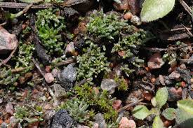 Attēlu rezultāti vaicājumam “Bryum amblyodon”