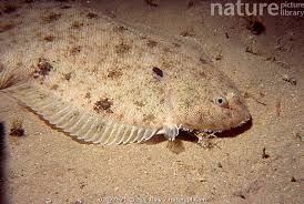 Image result for Solea solea