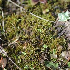 Attēlu rezultāti vaicājumam “Philonotis marchica”