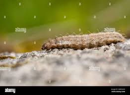 Attēlu rezultāti vaicājumam “Hoplodrina octogenaria”