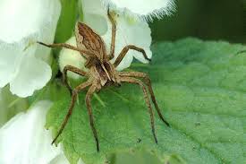 Attēlu rezultāti vaicājumam “Pisaura mirabilis male”