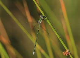 Attēlu rezultāti vaicājumam “Lestes virens”