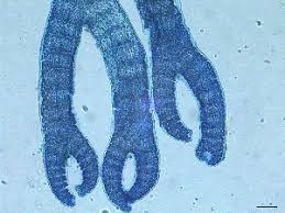 Attēlu rezultāti vaicājumam “Ceramium sp.”