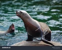 Image result for Eumetopias jubatus