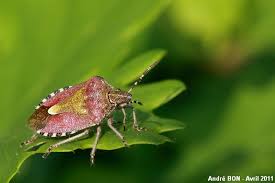 Attēlu rezultāti vaicājumam “Dolycoris baccarum”