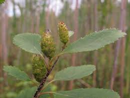 Attēlu rezultāti vaicājumam “Betula humilis”