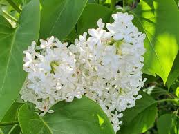 Attēlu rezultāti vaicājumam “Syringa vulgaris flower”